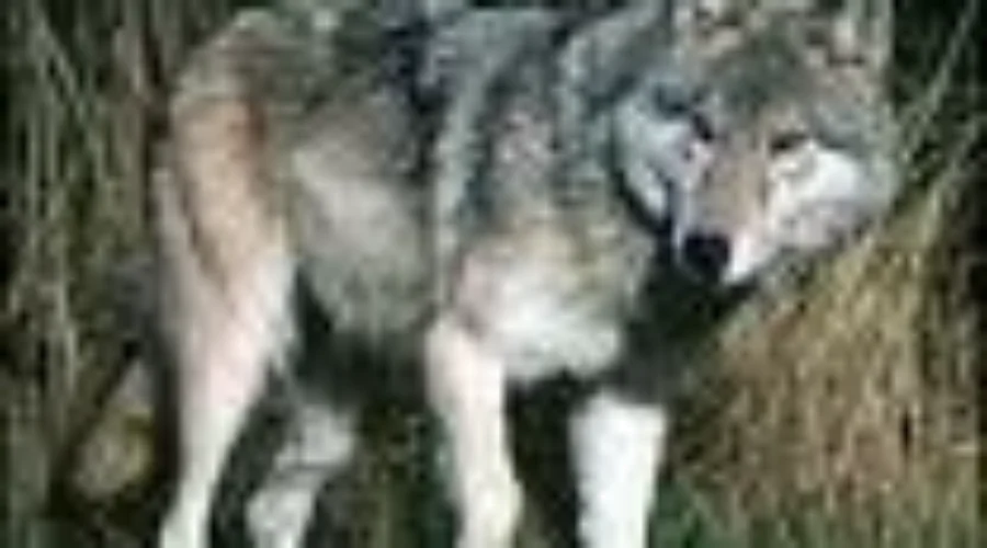 Wolf Sighting In The City