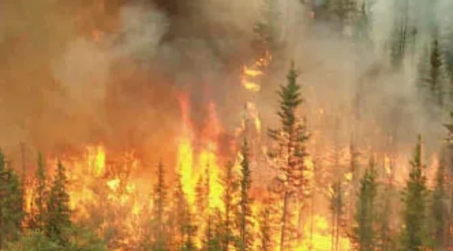 Two New Forest Fires Confirmed