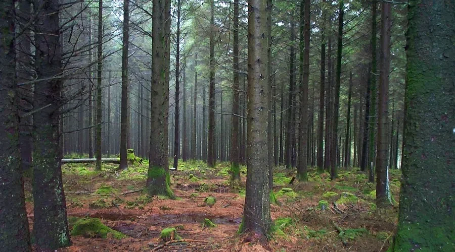 Forestry Conference Examines Options