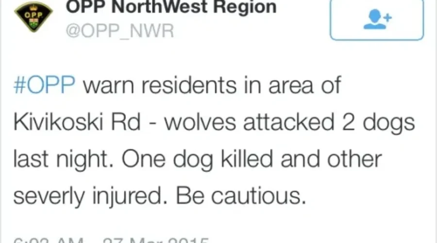 Wolf Kills Dog