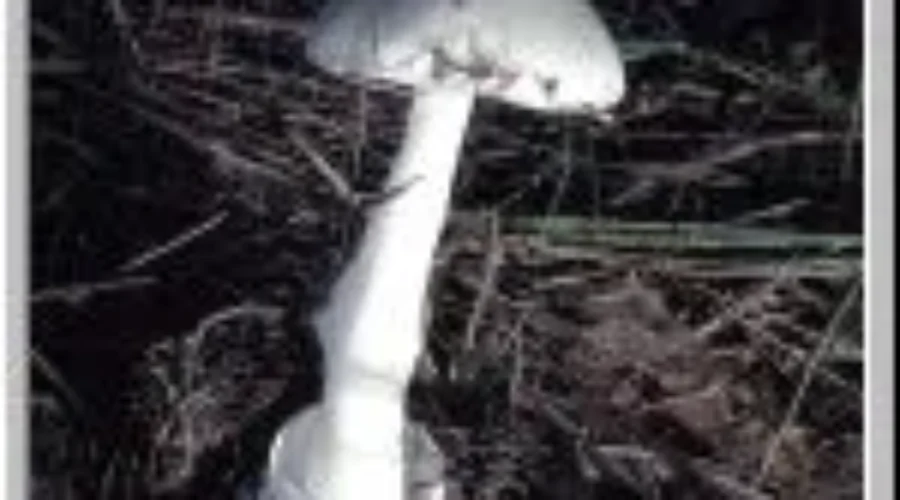 LU Prof Warns About Poisonous Local Fungi