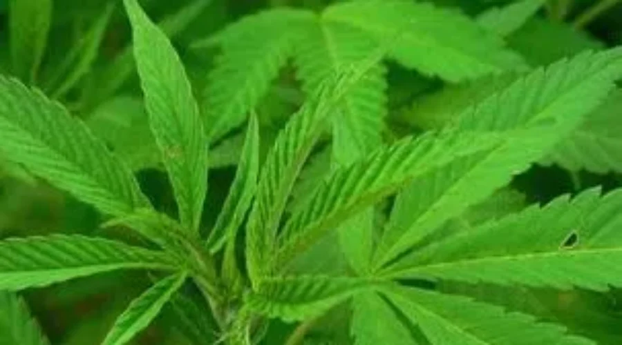 Campaign Helps Teens Learn About Pot