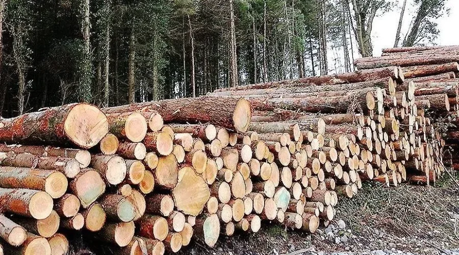 Forestry Alliance Formed In Northern Ontario