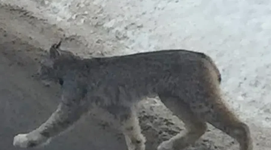 VIDEO: Police & School Board Respond To Lynx Sighting