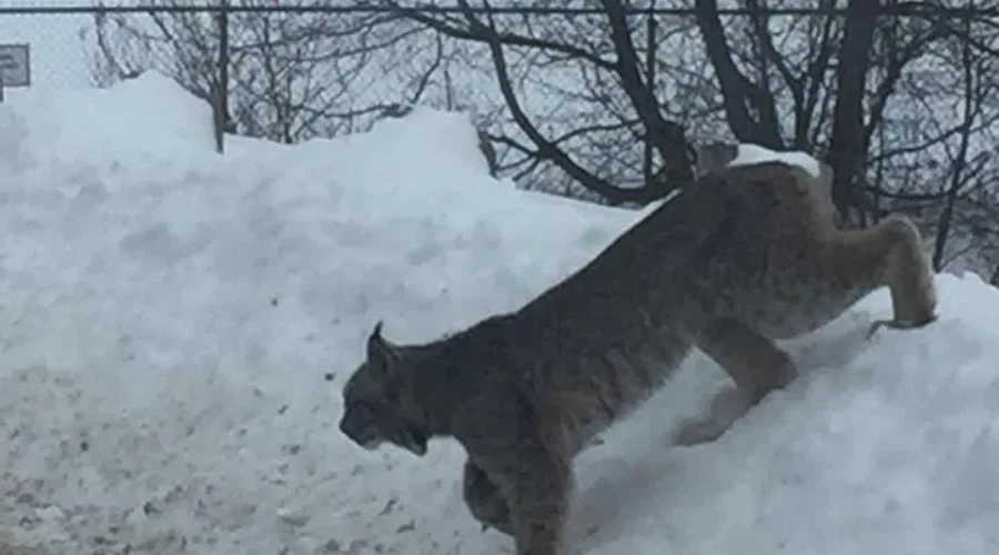 Lynx Spotted Near Expressway