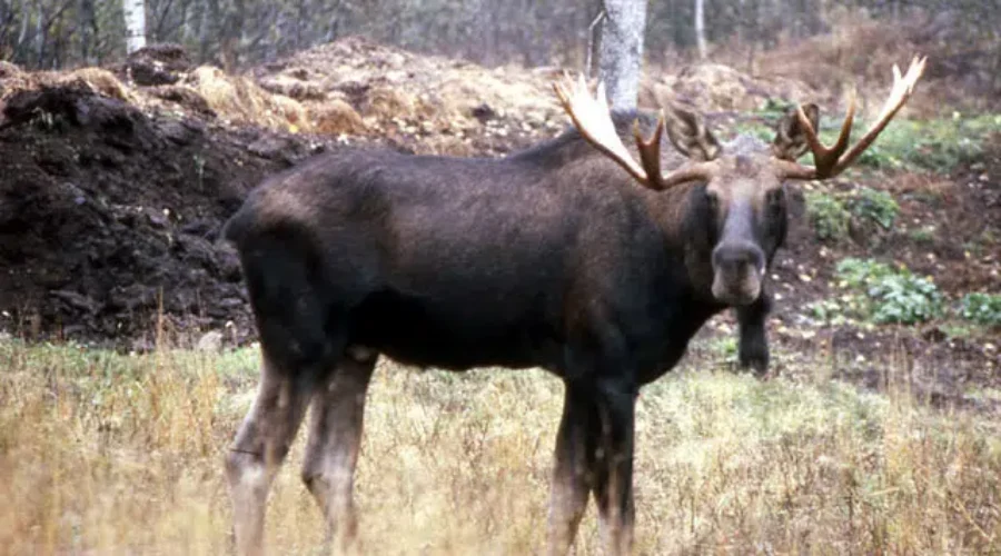 Kaplanis Hopeful Hunting Changes Will Be Adopted