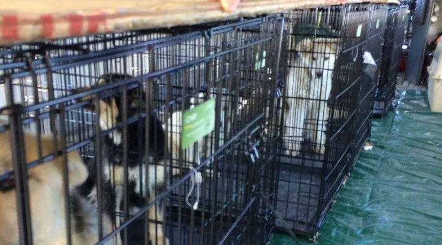 Over 20 Dogs Heading South To New Homes
