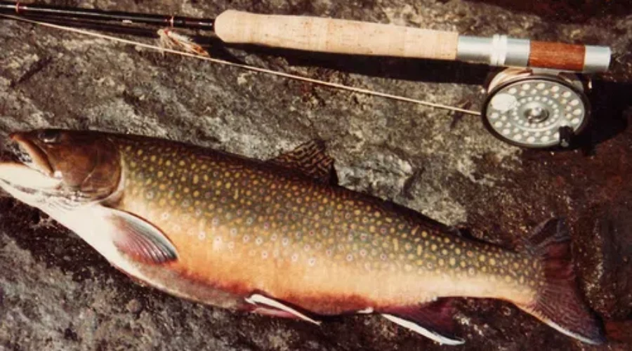 Sporting Group Encouraging Young People To Try Fishing Week