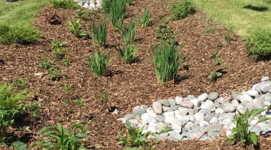 Claude Garton School Creating Rain Garden