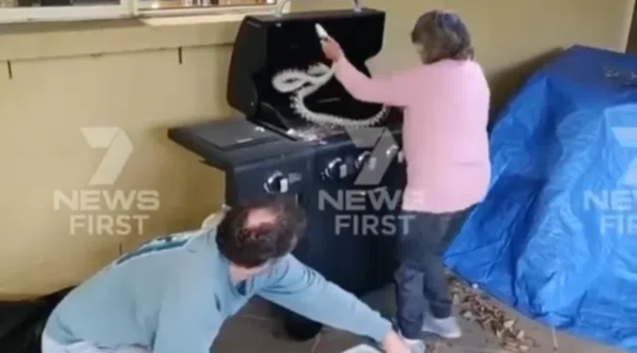 Grandma vs. Pythons