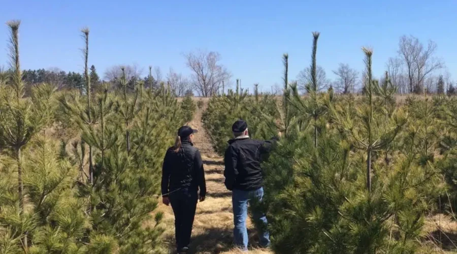 Campaign Plants 25 Million Trees