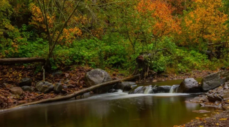 Here come the fall colours!