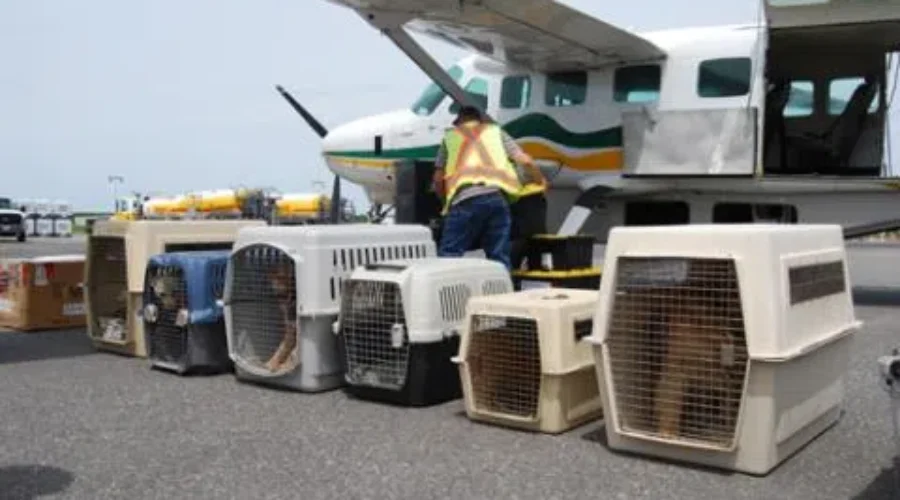 OSPCA Transfers 59 Northern Dogs