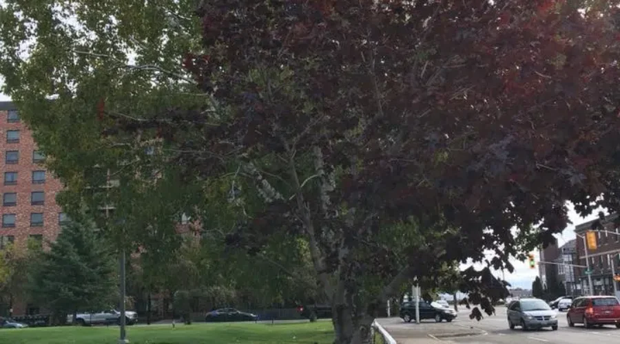 City Hosts Tree Planting Today