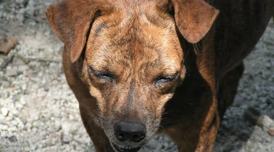 Local Woman Banned From Owning Pet
