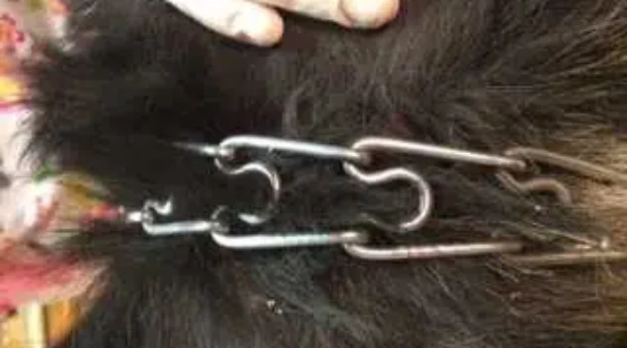 More Local Animal Abuse