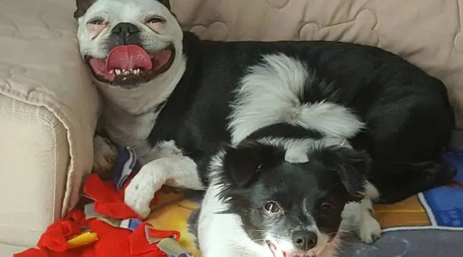 Keep Your Pets Away From Pot