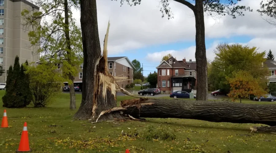 Waverley Park Tree Damaged By Wind