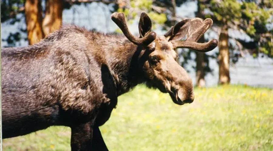 Province Looking At Moose Tag System