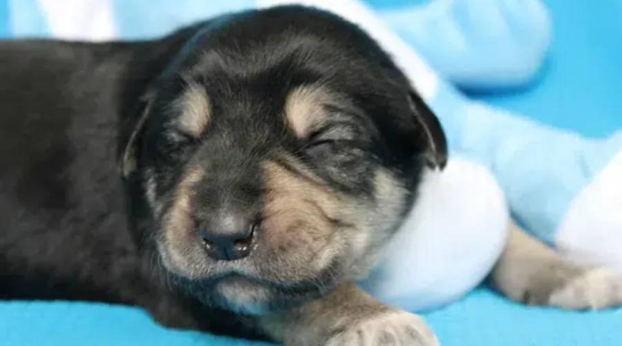 OSPCA Looking For Man Selling Puppies