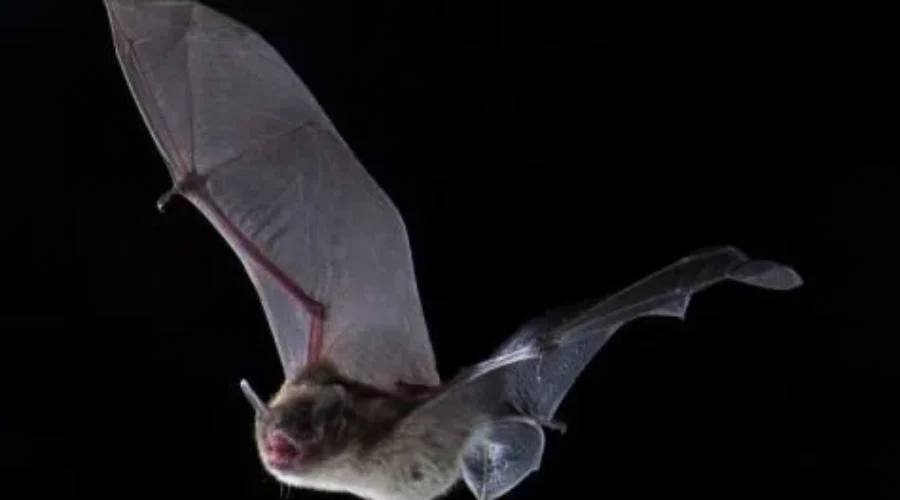 World’s Wildlife Population Falls 60%