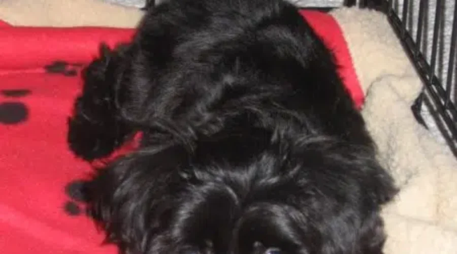 Most Popular Dog Names