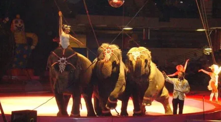 Public Supports Shriners In Circus Dispute