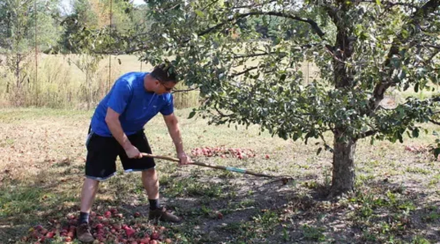 Spring Lawn Care Advice…Rake Now