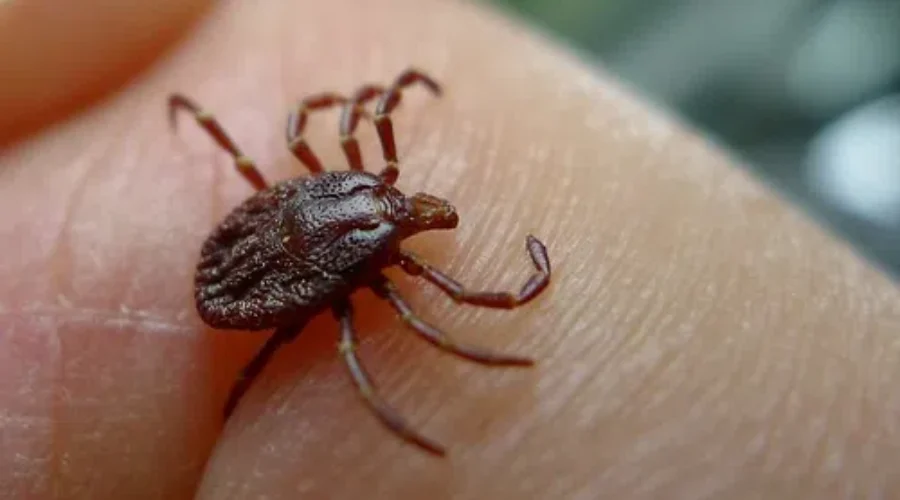 Thunder Bay Officially A Lyme Disease Risk Area