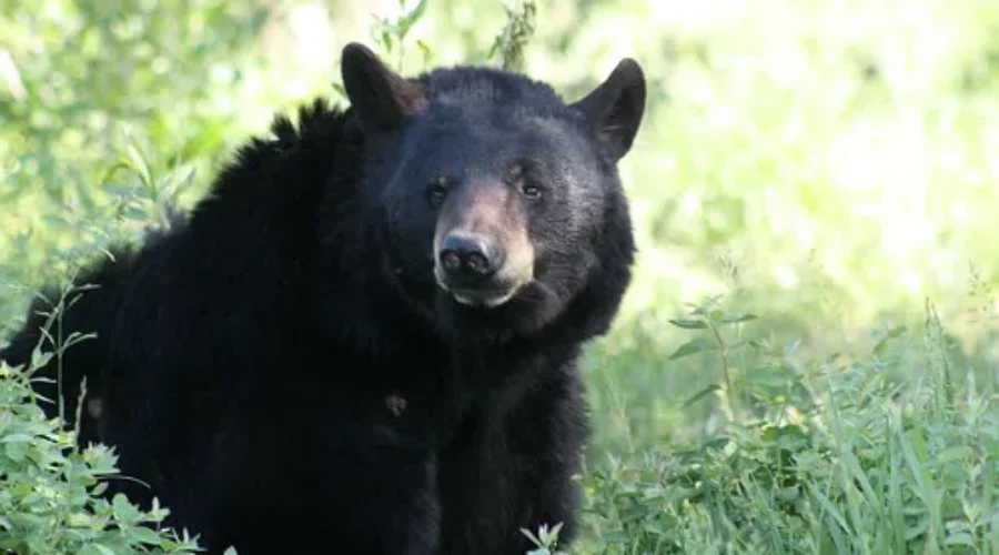 Regional Black Bear Surveys Start Next Week