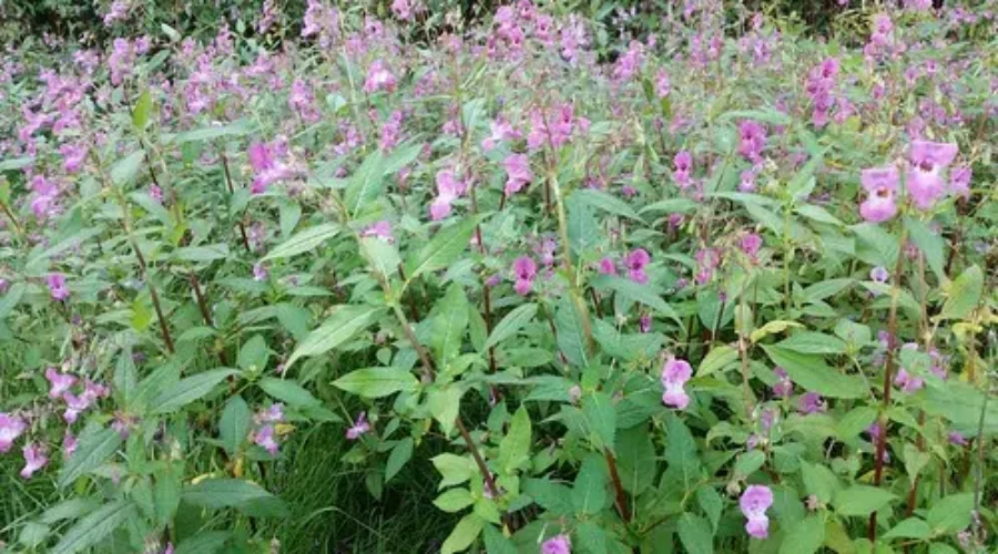 City Urged To Act On Invasive Plants