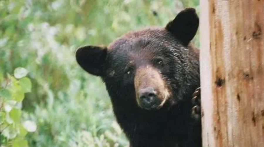 3 Reports Of Bears So Far This Spring