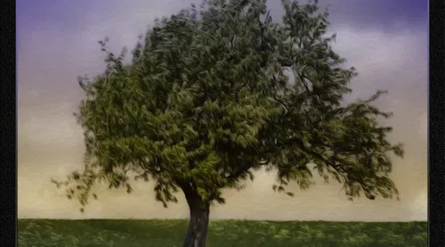 NDP Asks For Return Of Tree Planting