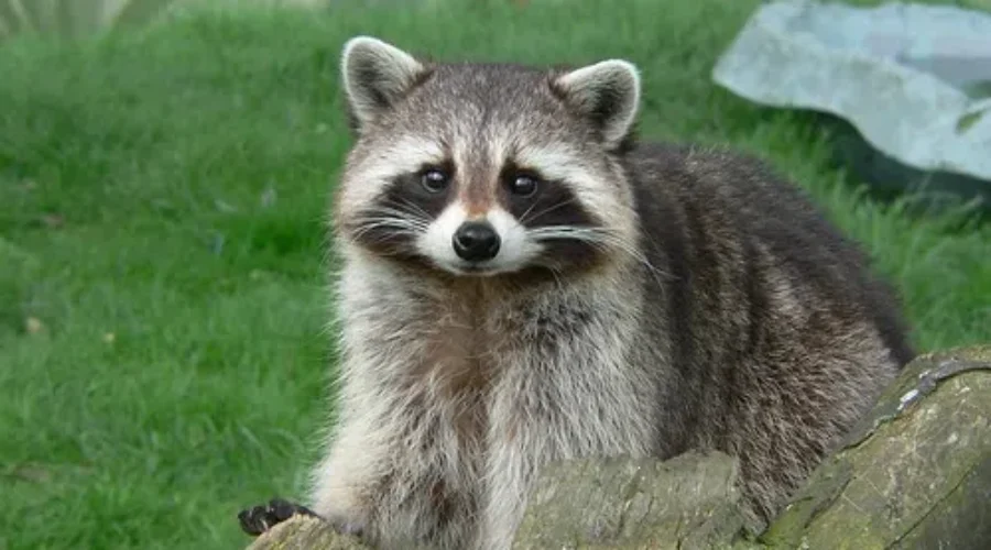 Cute Videos