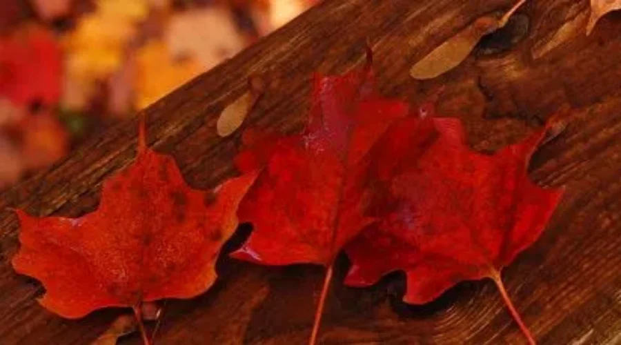 Citizenship Oath Recognizes Indigenous Rights