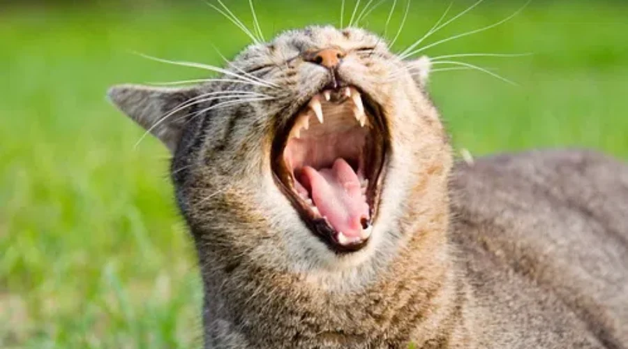 How Long Do You Yawn?