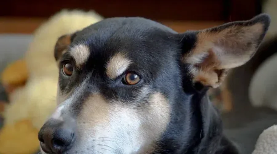 Vet Offers Tips For Pet Owners During Fireworks