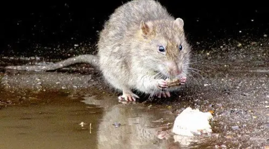 Continue Rat Control Program: City Staff