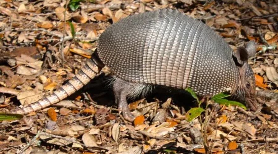 Baby Armadillo Video