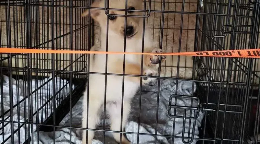 Pikangikum Dogs & Puppies Evacuated
