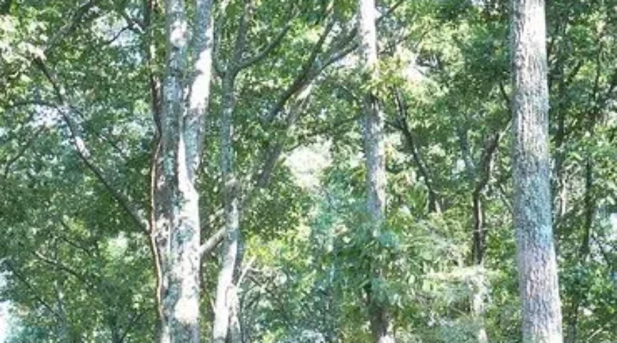 Northwest Monitor July 7/2019-Forestry & The Economy