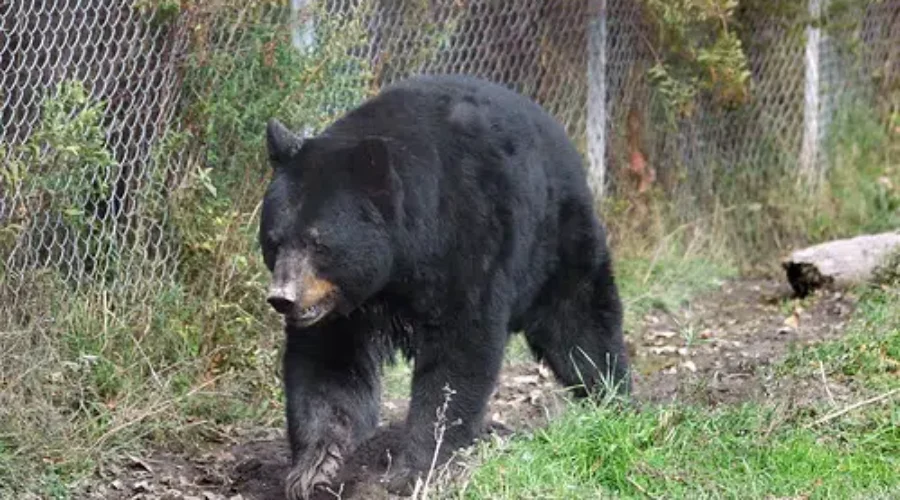 Bear Lurks In Shebandowan