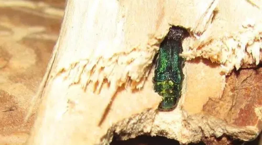 Officials Caution Campers About EAB Risks