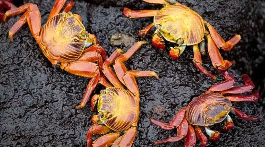 Crustacean Invasion