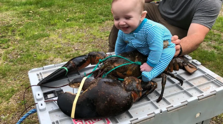 NB Lobster & Baby Become A Media Sensation