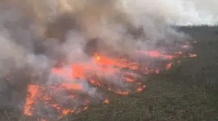 Thunder Bay Could Host Fire Evacuees