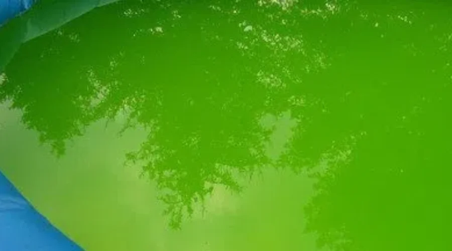 Blue-Green Algae Spotted In Surprise Lake