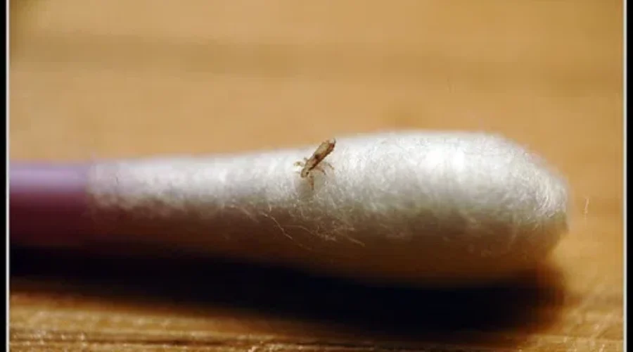 Parents Don’t Forget To Check Kids For Head Lice
