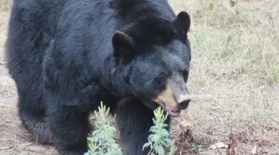 62-Year-Old Woman Identified In Bear Attack