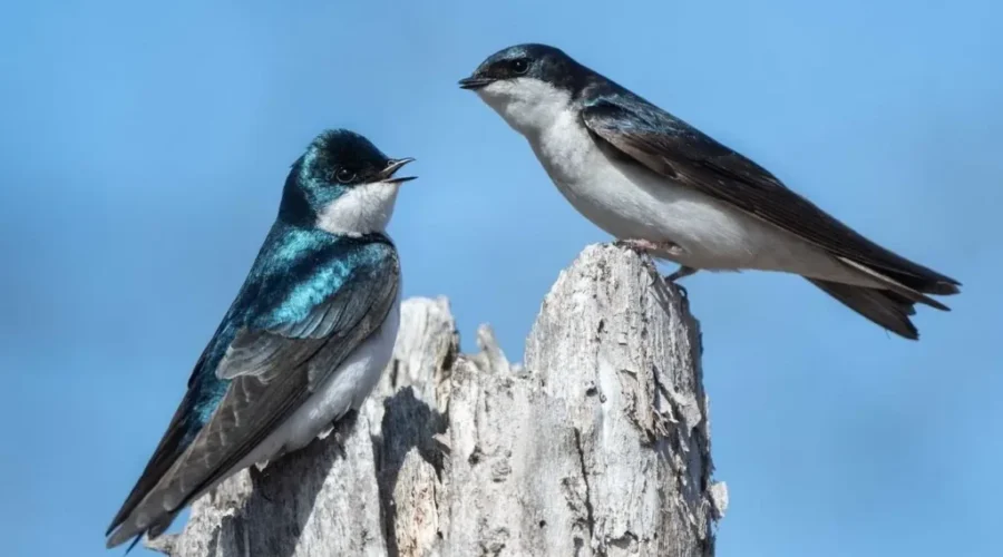 Bird Boxes Successful At McKellar Island